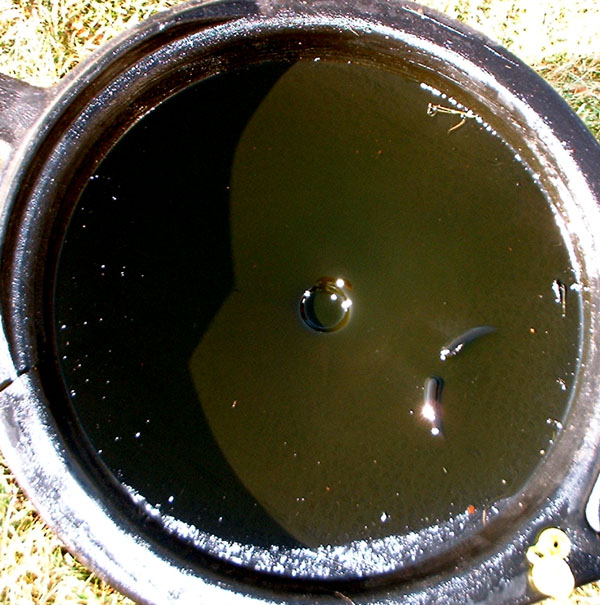 green oil med jpg